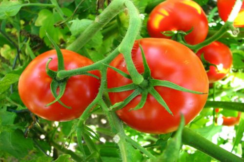 Cà chua được trồng khá nhiều ở nước ta