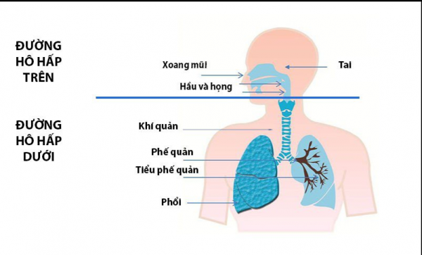 Viêm đường hô hấp cấp