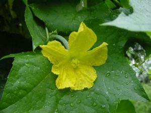 Hoa mướp làm thuốc