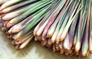 Củ xả bài thuốc Nam đặc trị bệnh nấm móng