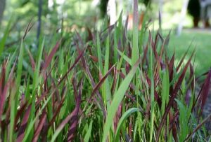 Vị thuốc quý giải độc gan, bổ thận – rễ cỏ tranh