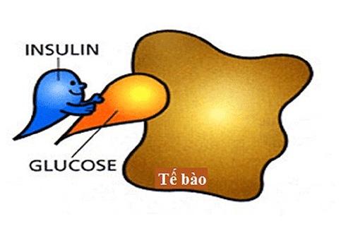 Vai trò quan trọng của Insulin đối với cơ thể