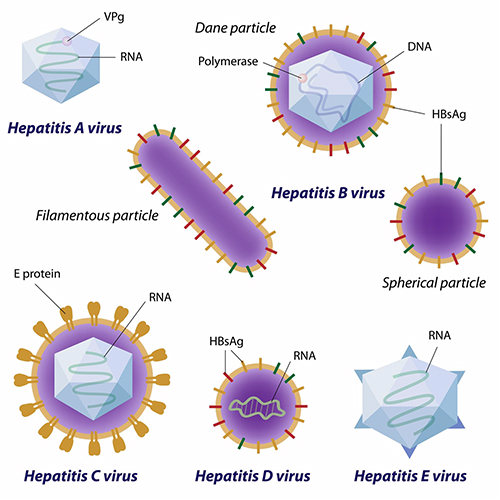 Cách chẩn đoán viêm gan virus E