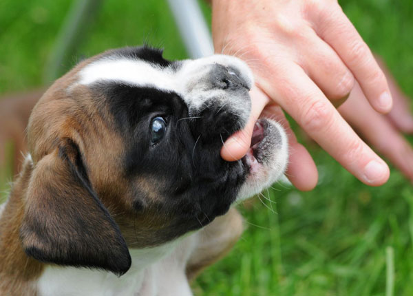 Vết xước nhỏ từ chó cũng có thể dẫn đến bệnh dại ở người