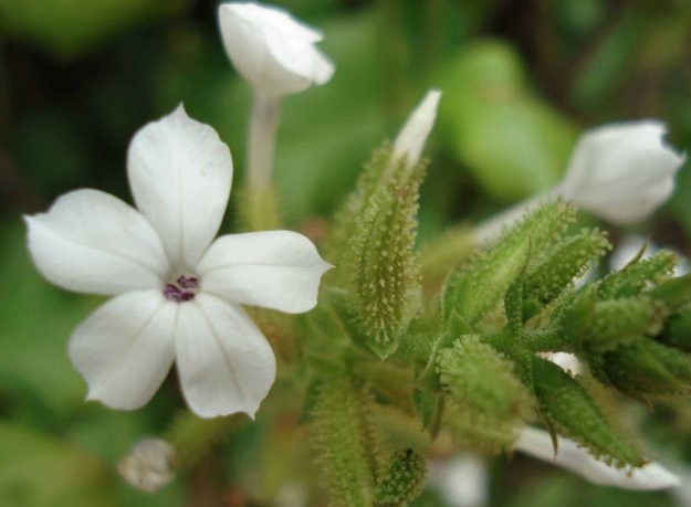 Bạch tuyết hoa được sử dụng rộng rãi trong các bài thuốc YHCT