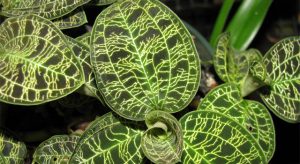 Cây lan gấm có thể dùng tươi hoặc khô để sắc