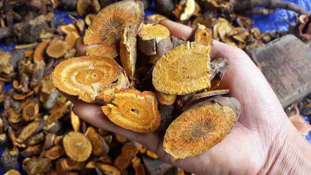 Cốt khí củ thuốc nam giảm đau, tiêu sưng
