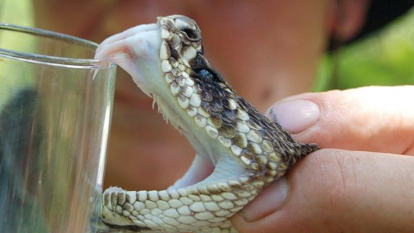 Loài rắn độc phổ biến nhất khu vực Đông Nam Á